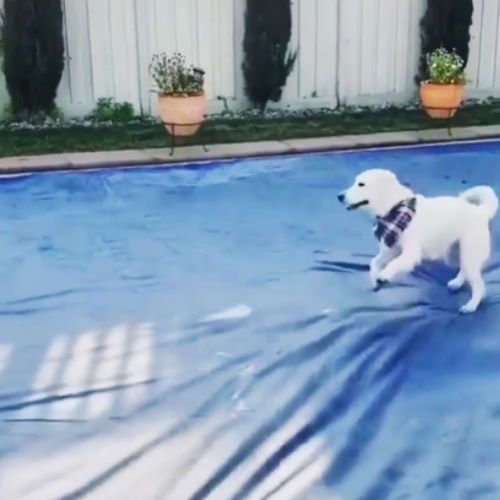 TD Acqua protege também o pet